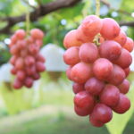 Takami Grape7