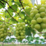 Takami Grape7