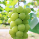 Takami Grape10