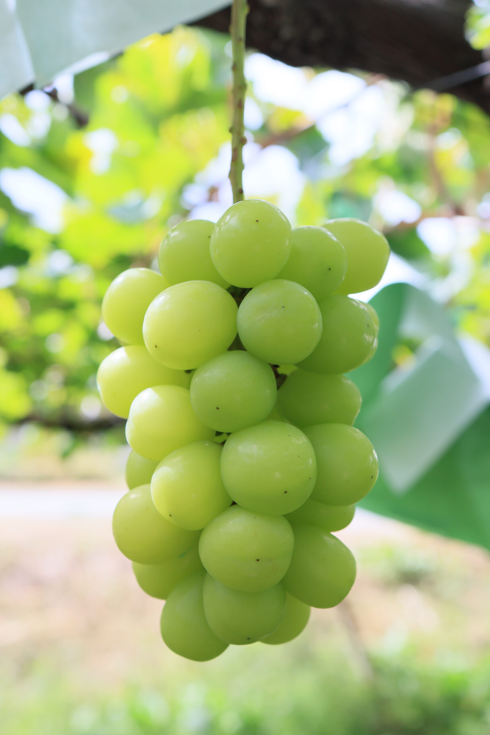Takami Grape9