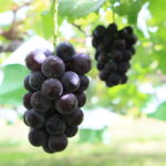 Takami Grape4