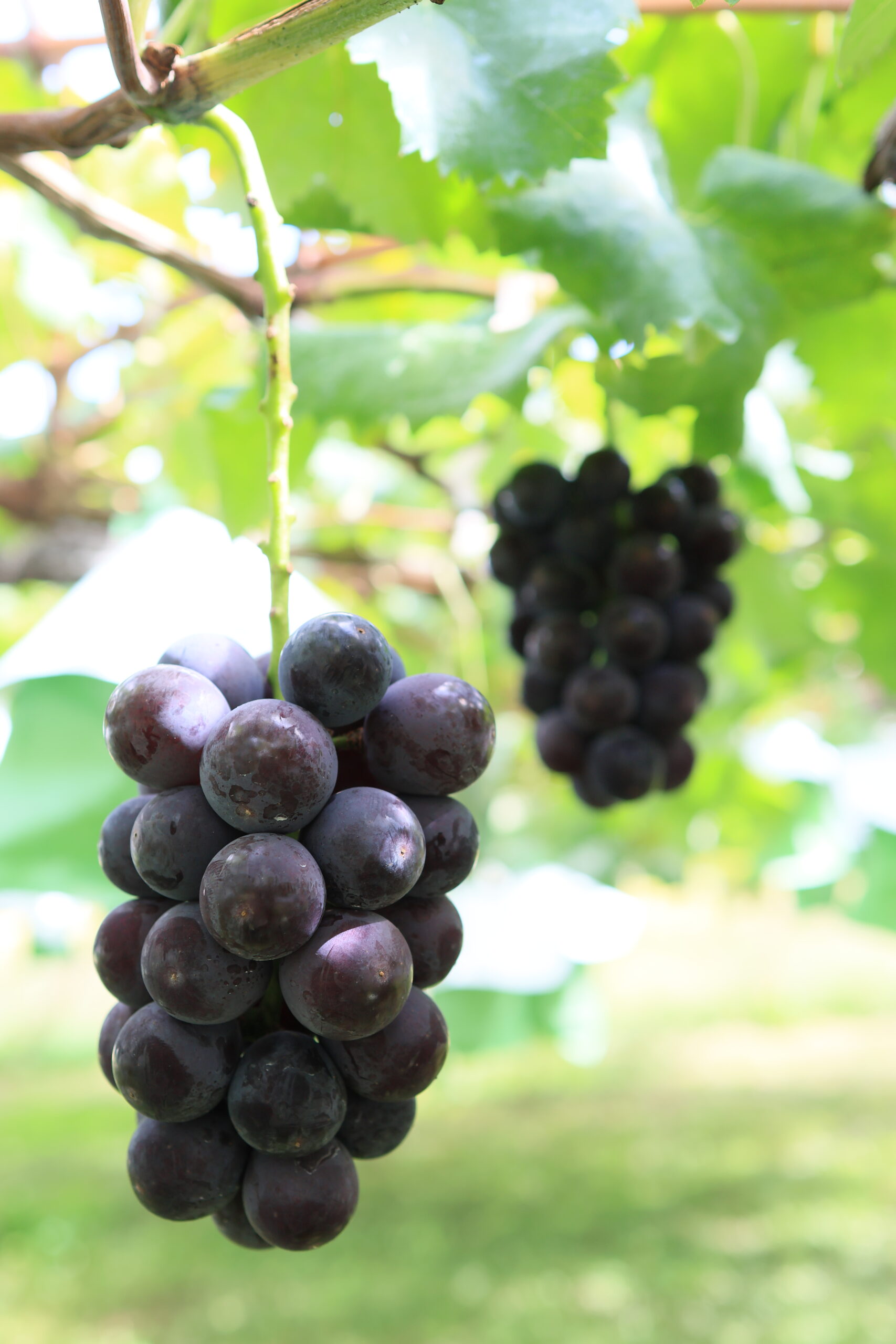 Takami Grape10